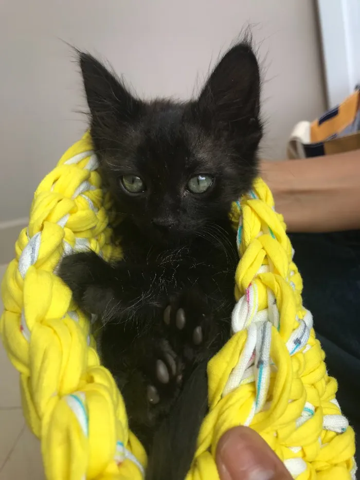 Gato ra a Srd idade Abaixo de 2 meses nome Cartola