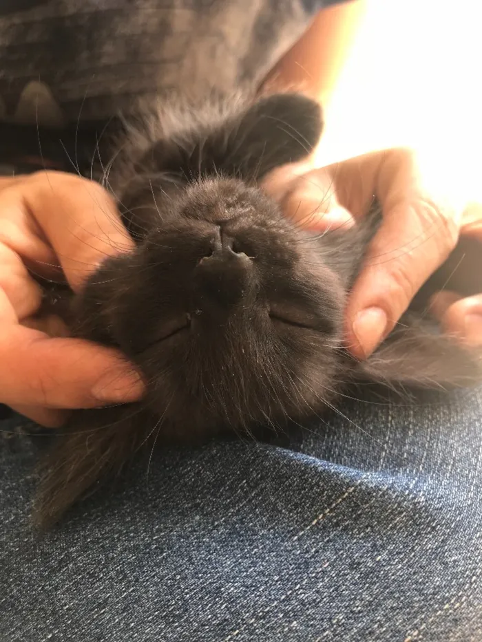 Gato ra a Srd idade Abaixo de 2 meses nome Cartola