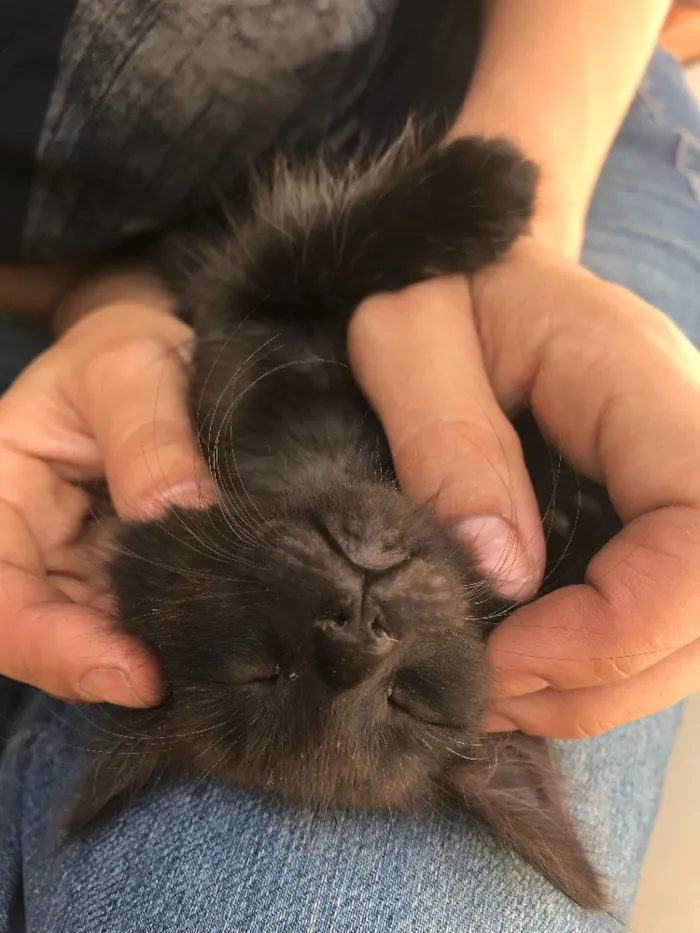Gato ra a Srd idade Abaixo de 2 meses nome Cartola