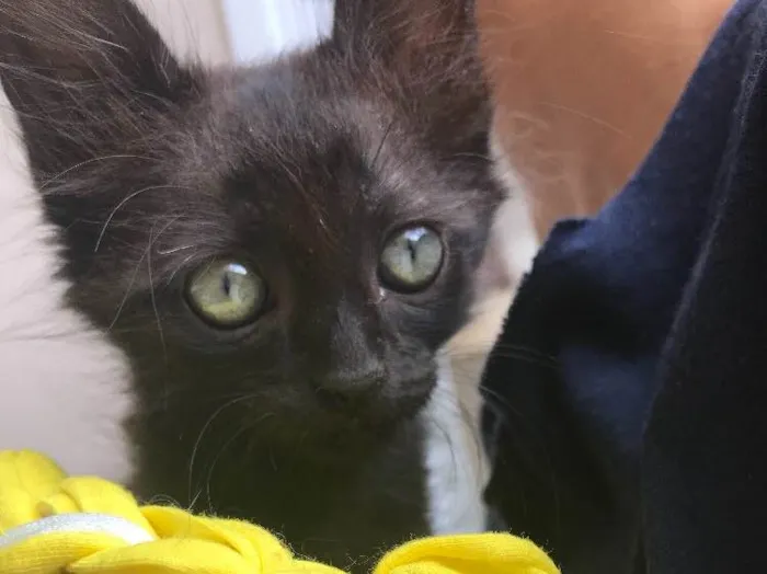 Gato ra a Srd idade Abaixo de 2 meses nome Cartola