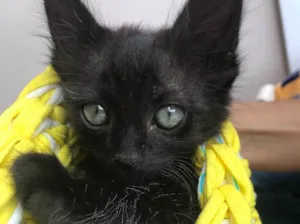 Gato raça Srd idade Abaixo de 2 meses nome Cartola