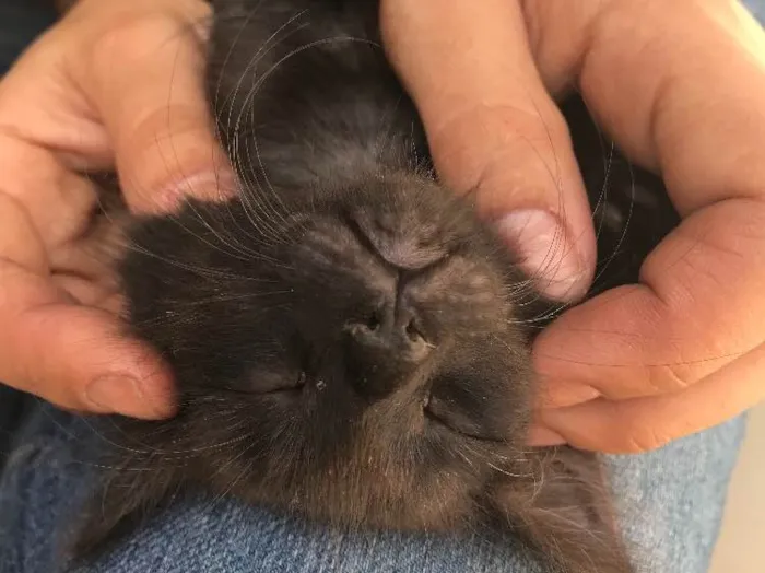Gato ra a Srd idade Abaixo de 2 meses nome Cartola