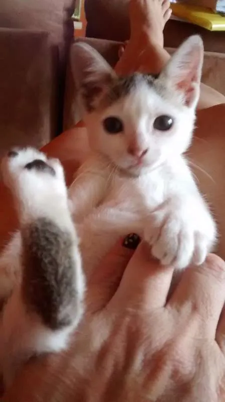 Gato raça Vira lata idade 2 a 6 meses nome Bernadete