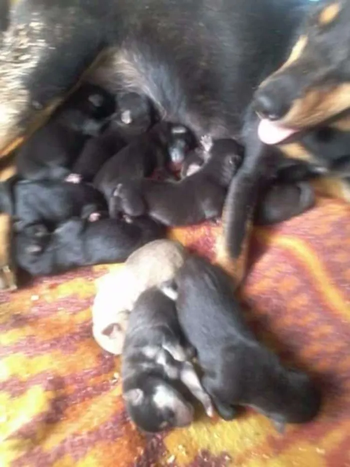 Cachorro ra a Cão idade Abaixo de 2 meses nome De rua