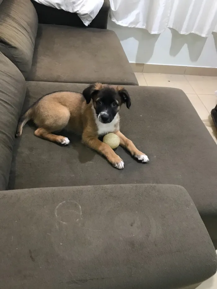 Cachorro ra a Indefinida idade 2 a 6 meses nome Sem nome