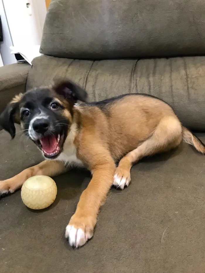 Cachorro ra a Indefinida idade 2 a 6 meses nome Sem nome