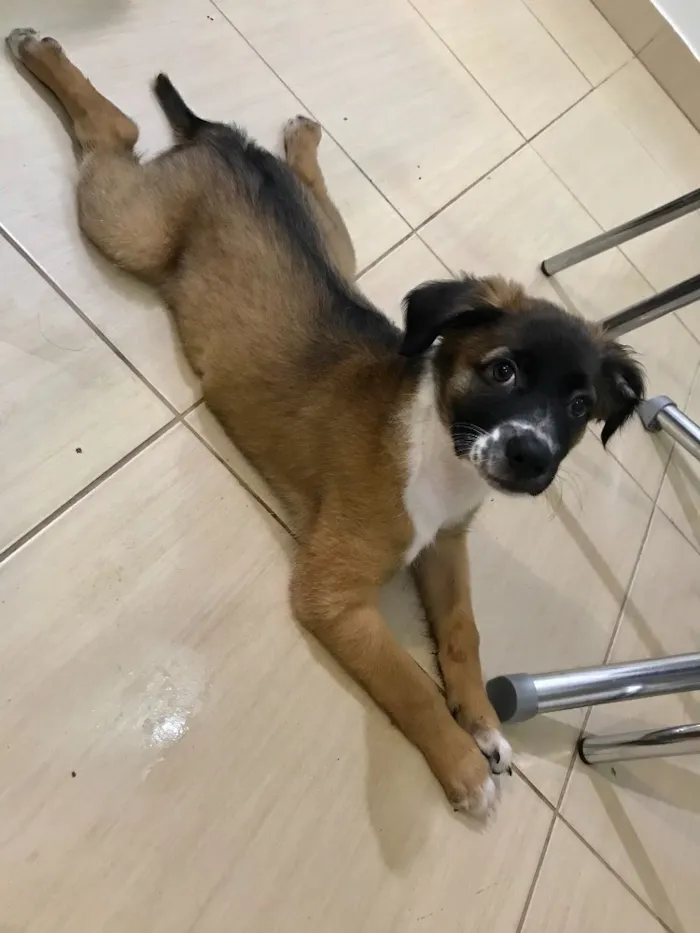 Cachorro ra a Indefinida idade 2 a 6 meses nome Sem nome