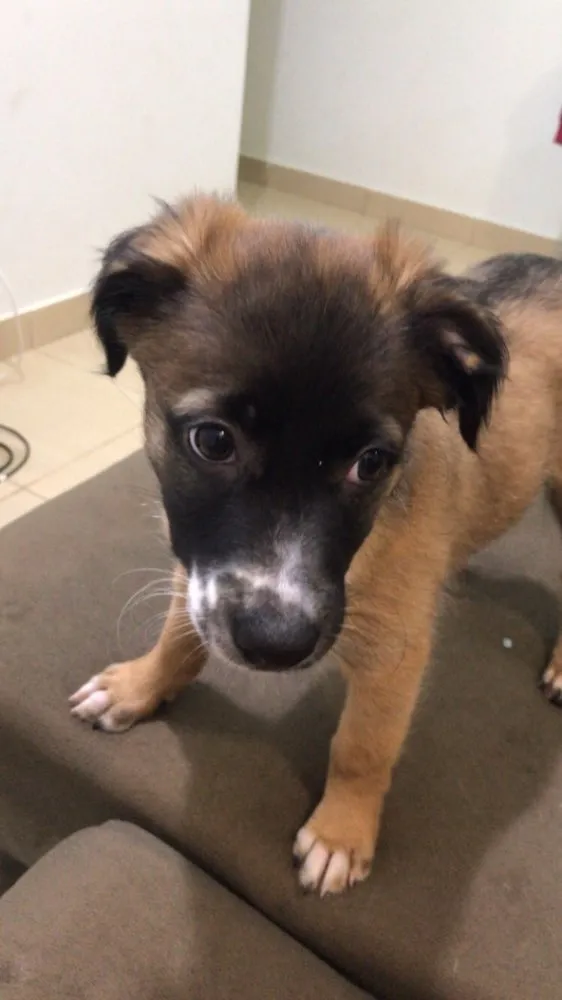 Cachorro ra a Indefinida idade 2 a 6 meses nome Sem nome