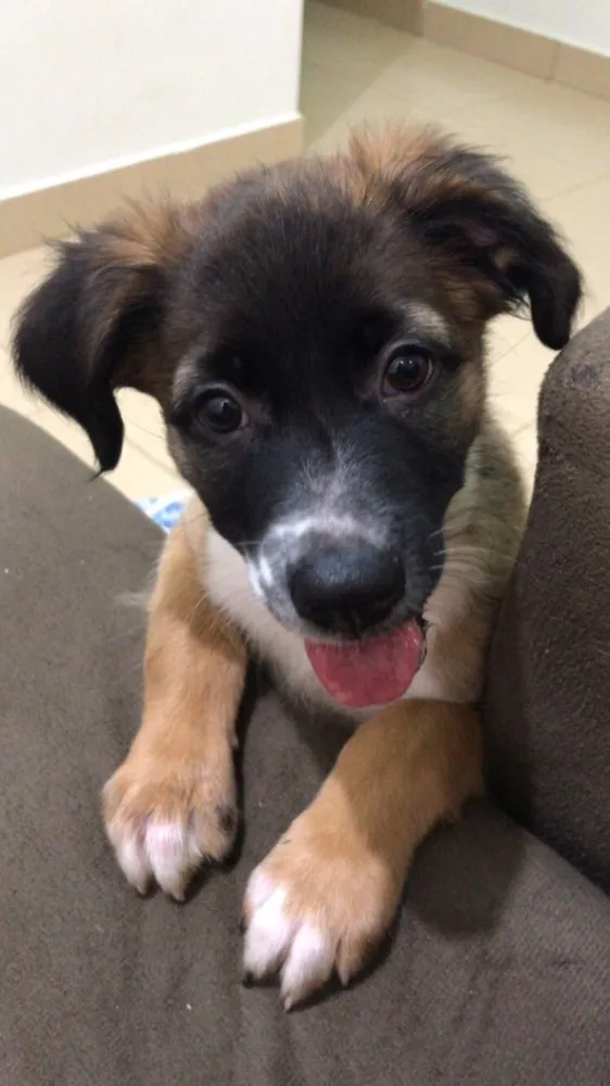 Cachorro ra a Indefinida idade 2 a 6 meses nome Sem nome