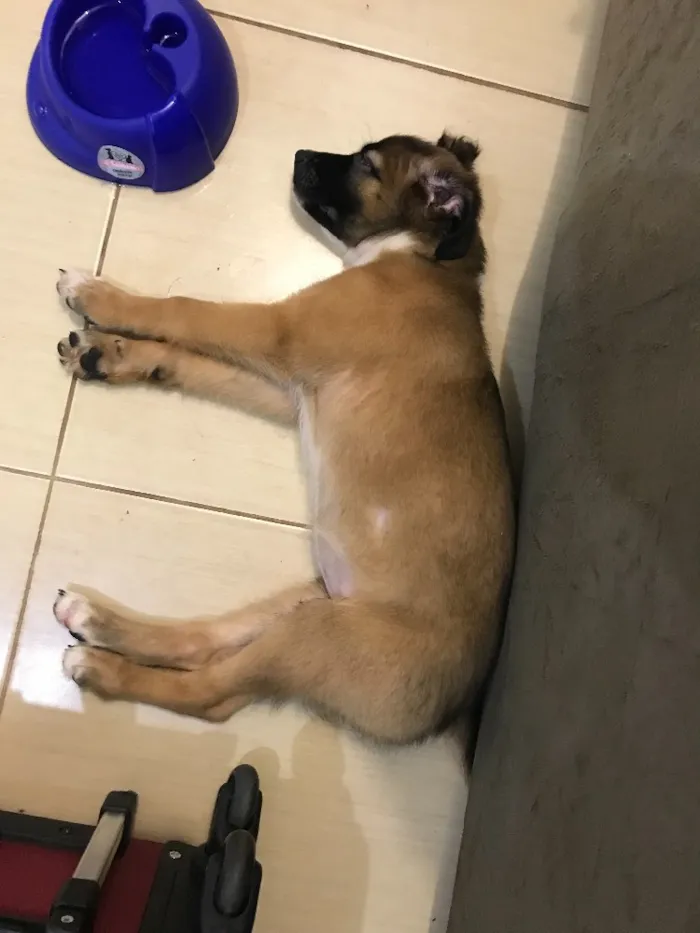 Cachorro ra a Indefinida idade 2 a 6 meses nome Sem nome