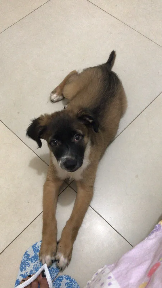 Cachorro ra a Indefinida idade 2 a 6 meses nome Sem nome