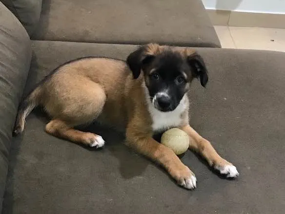 Cachorro ra a Indefinida idade 2 a 6 meses nome Sem nome