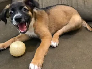 Cachorro raça Indefinida idade 2 a 6 meses nome Sem nome