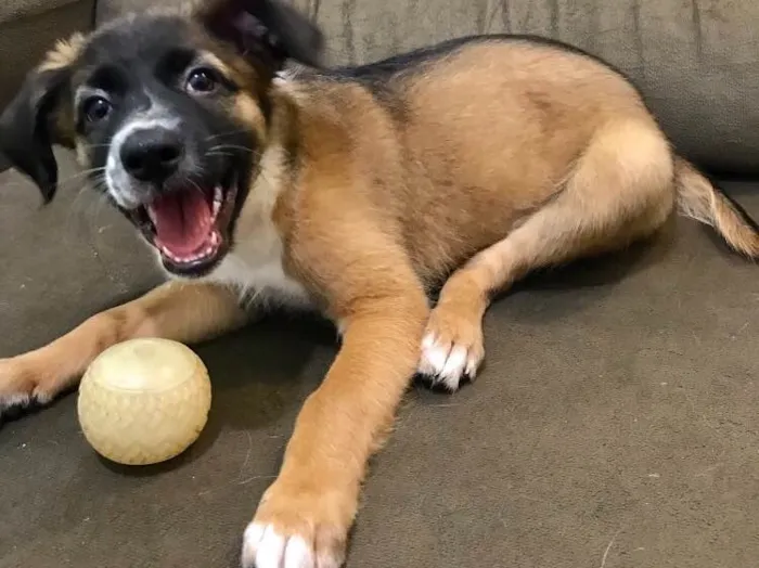 Cachorro ra a Indefinida idade 2 a 6 meses nome Sem nome