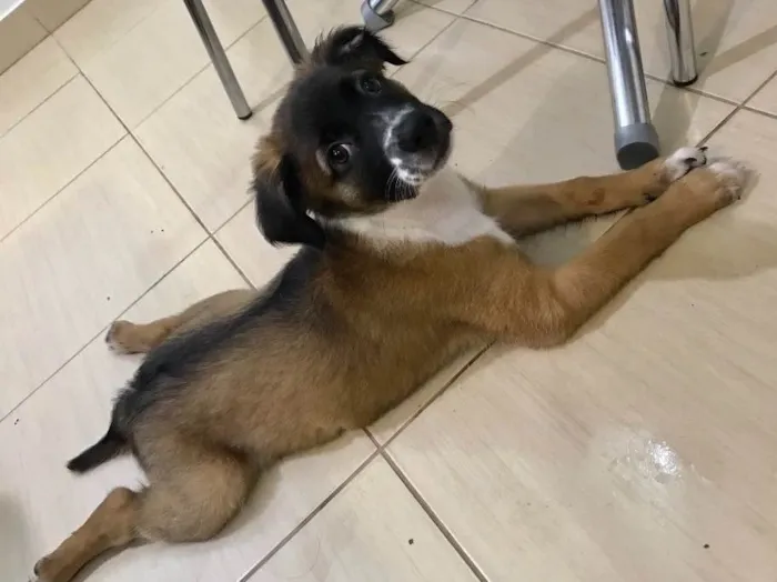 Cachorro ra a Indefinida idade 2 a 6 meses nome Sem nome
