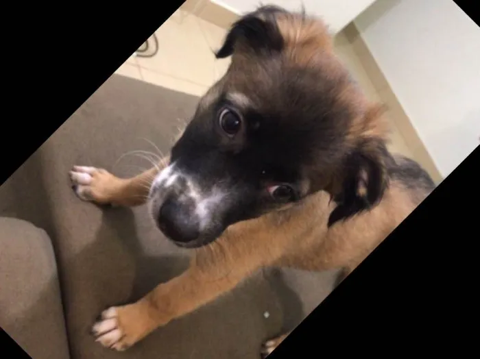 Cachorro ra a Indefinida idade 2 a 6 meses nome Sem nome