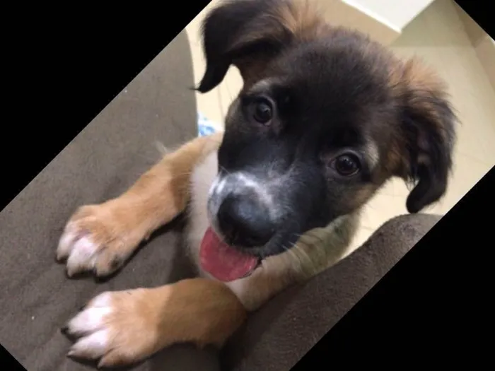 Cachorro ra a Indefinida idade 2 a 6 meses nome Sem nome