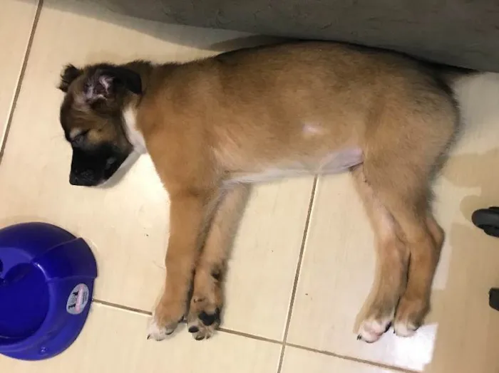Cachorro ra a Indefinida idade 2 a 6 meses nome Sem nome
