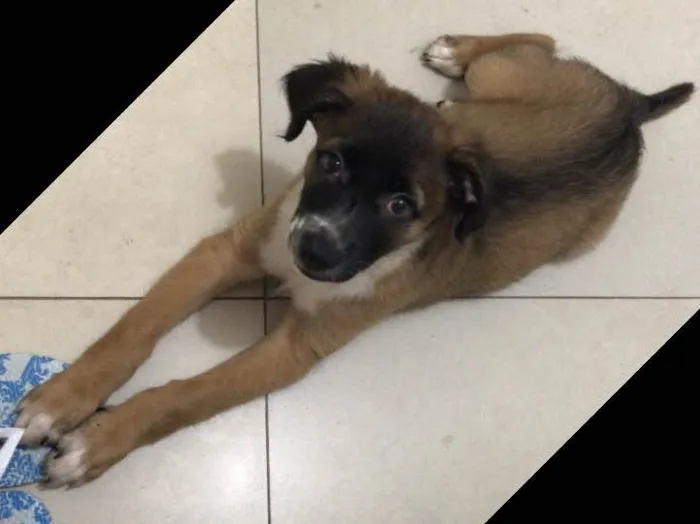 Cachorro ra a Indefinida idade 2 a 6 meses nome Sem nome