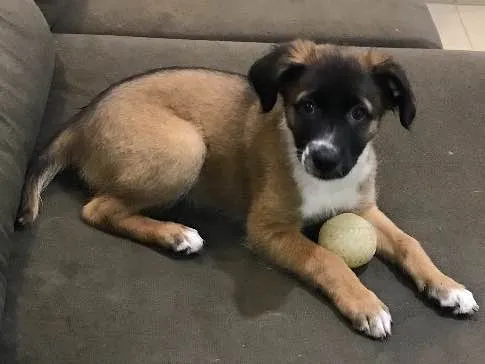 Cachorro ra a Indefinida idade 2 a 6 meses nome Sem nome