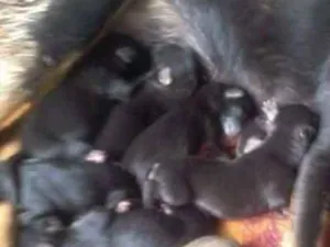 Cachorro raça Cão idade Abaixo de 2 meses nome De rua