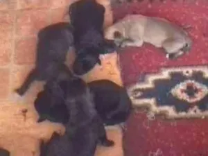 Cachorro raça Vira lata idade Abaixo de 2 meses nome Não tem nome