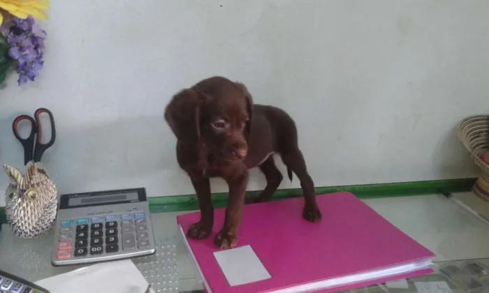 Cachorro ra a Srd idade Abaixo de 2 meses nome Cajuzinho
