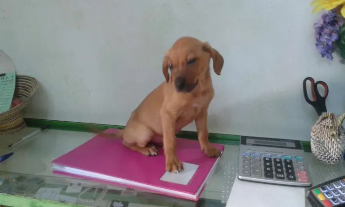 Cachorro ra a Srd idade Abaixo de 2 meses nome Fubá