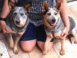 Cachorro raça Australian Cattle Dog idade 7 a 11 meses nome Frida e Khalo
