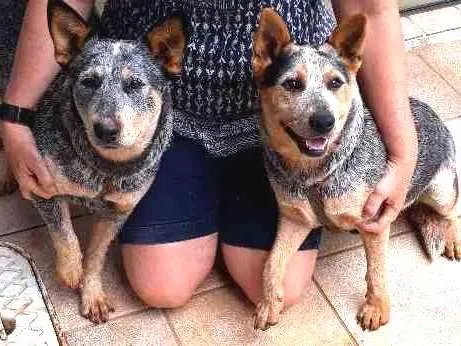 Cachorro ra a Australian Cattle Dog idade 7 a 11 meses nome Frida e Khalo