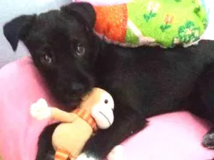 Cachorro raça SRD idade 7 a 11 meses nome Pretta
