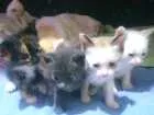 Gato raça  idade Abaixo de 2 meses nome Gatinhos