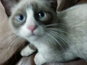 Gato raça SIAMES idade 2 anos nome PANDORA