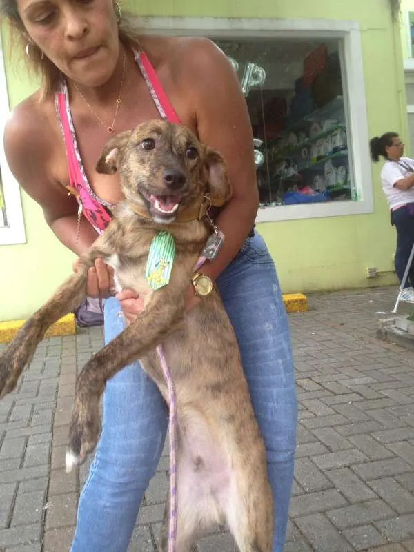 Cachorro ra a SRD idade 7 a 11 meses nome Theodore