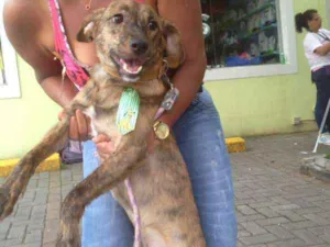 Cachorro raça SRD idade 7 a 11 meses nome Theodore