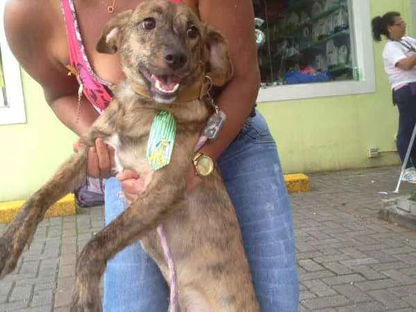 Cachorro ra a SRD idade 7 a 11 meses nome Theodore