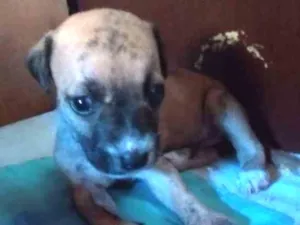 Cachorro raça Vira lata idade Abaixo de 2 meses nome Sem nome