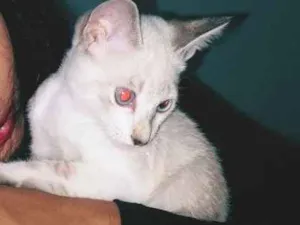 Gato raça  não identificado  idade 2 a 6 meses nome Ainda sem nome 