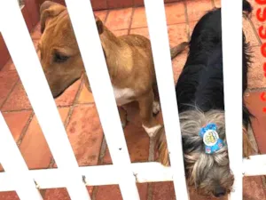 Cachorro raça Yorkshire e um possível srd idade 7 a 11 meses nome Sem conhecimento 