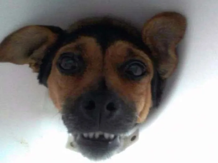 Cachorro ra a STR idade 2 anos nome Katrina