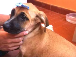 Cachorro raça Vira lata idade 2 a 6 meses nome Selena