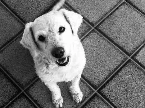Cachorro ra a Vira Lata idade 6 ou mais anos nome Kobold