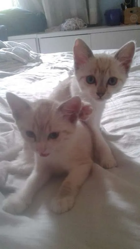Gato ra a  idade 2 a 6 meses nome não tem
