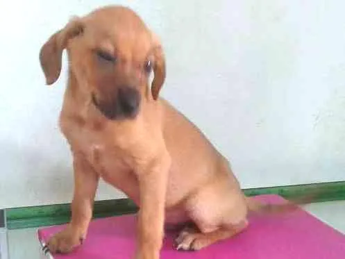 Cachorro ra a Srd idade Abaixo de 2 meses nome Fubá