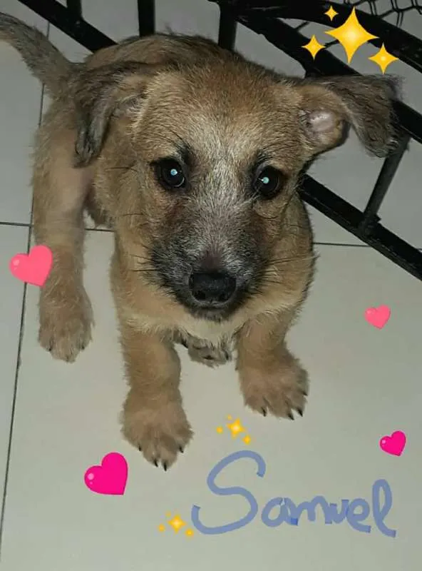 Cachorro ra a srd idade 2 a 6 meses nome Samuel