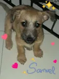 Samuel