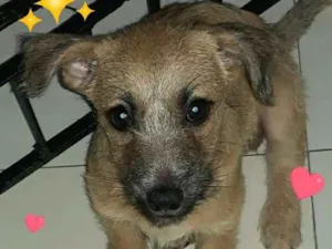 Cachorro raça srd idade 2 a 6 meses nome Samuel
