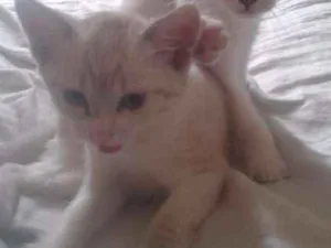 Gato raça  idade 2 a 6 meses nome não tem