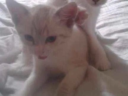 Gato ra a  idade 2 a 6 meses nome não tem