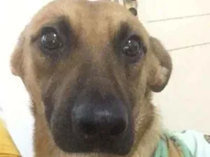 Cachorro raça SRD idade 4 anos nome Marronzinho